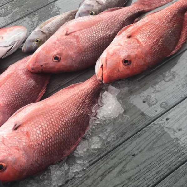 a group of fish on a wooden surface