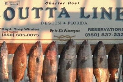 a group of fish in a store